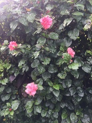 Rosa chinensis