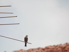 Haemorhous mexicanus