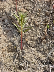 Chamaenerion angustifolium