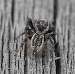 Pelegrina arizonensis
