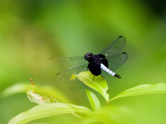 Erythrodiplax unimaculata