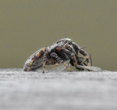 Pelegrina arizonensis