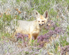 Vulpes chama