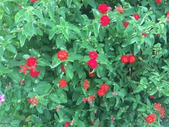 Lantana