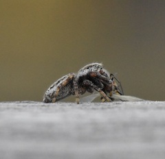 Pelegrina arizonensis