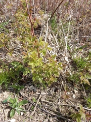 Rubus sachalinensis