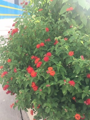 Lantana