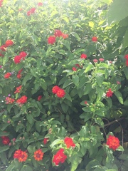 Lantana