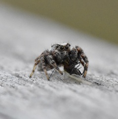 Pelegrina arizonensis