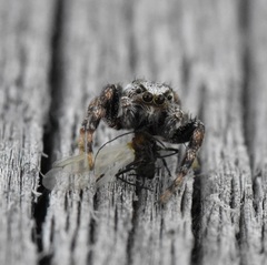 Pelegrina arizonensis