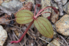 Claytonia obovata
