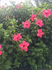 Hibiscus rosa-sinensis