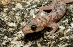 Phyllodactylus nocticolus