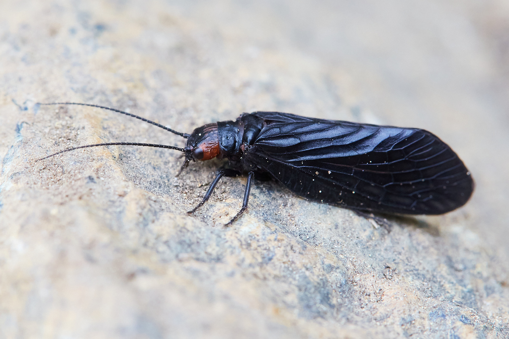Sialis nevadensis