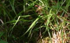 Carex oligocarpa