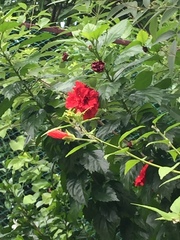 Hibiscus rosa-sinensis
