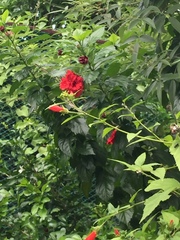 Hibiscus rosa-sinensis