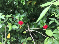 Hibiscus rosa-sinensis