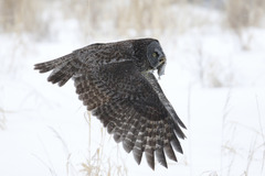 Great Grey Owl photo 4