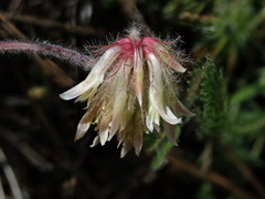 Trifolium eriocephalum