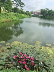Nymphaea