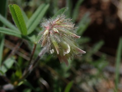 Trifolium eriocephalum