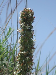 Ipomopsis spicata