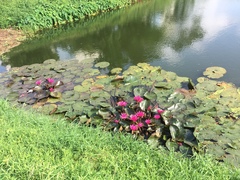 Nymphaea