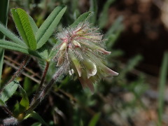 Trifolium eriocephalum