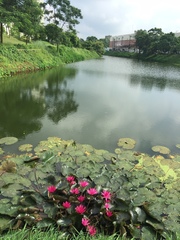 Nymphaea