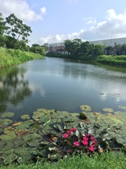 Nymphaea