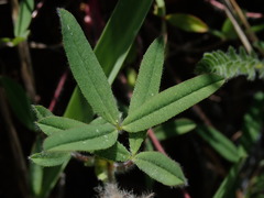 Trifolium eriocephalum