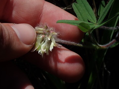 Trifolium eriocephalum