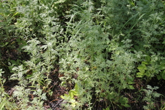 Artemisia macrantha