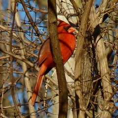 Cardinalis cardinalis