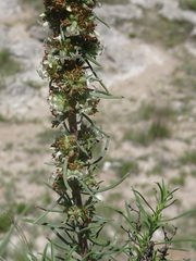 Ipomopsis spicata