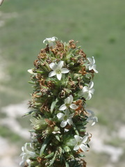 Ipomopsis spicata