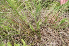 Ophioglossum pusillum