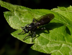 Laphria canis