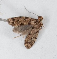 Parochmastis hilderi