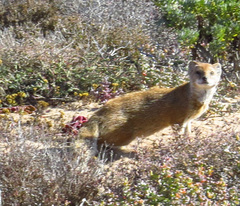 Cynictis penicillata