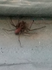 Loxosceles reclusa