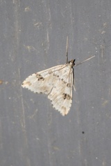 Udea washingtonalis