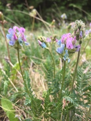 Oxytropis borealis
