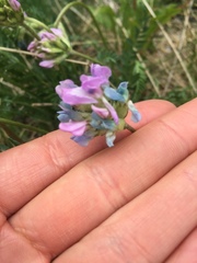 Oxytropis borealis