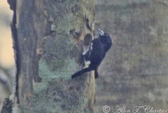 Capito maculicoronatus