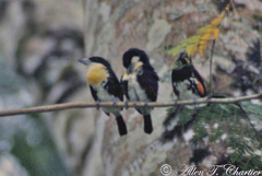 Capito maculicoronatus