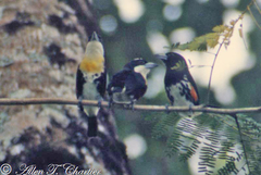 Capito maculicoronatus