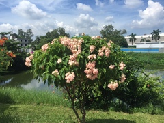 Mussaenda