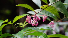 Ardisia hanceana